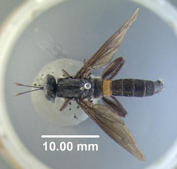 Media type: image;   Entomology 10655 Aspect: habitus dorsal view